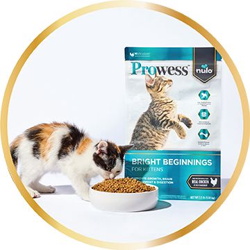 Cat eating a bowl of kibble in front of a bag of Prowess kitten dry cat food