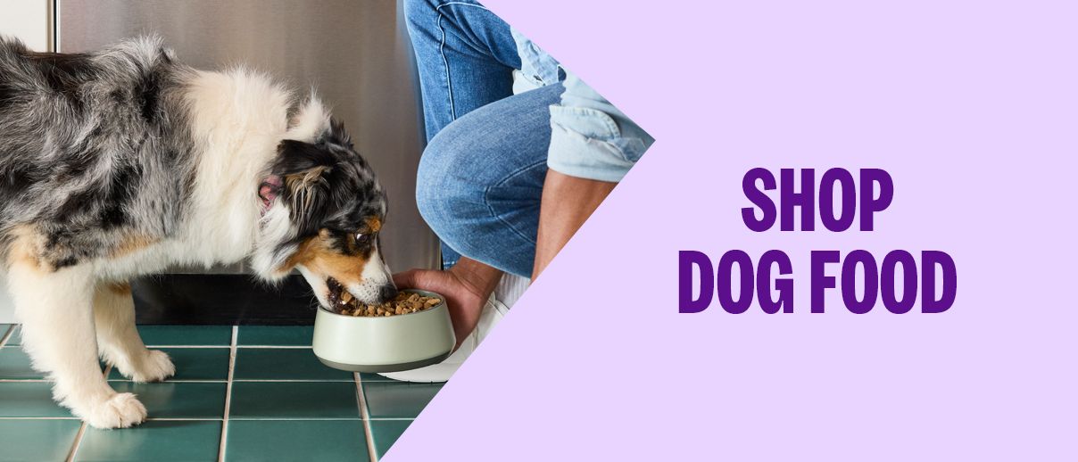 Dog eating out of a bowl with text that reads shop dog food on a purple background