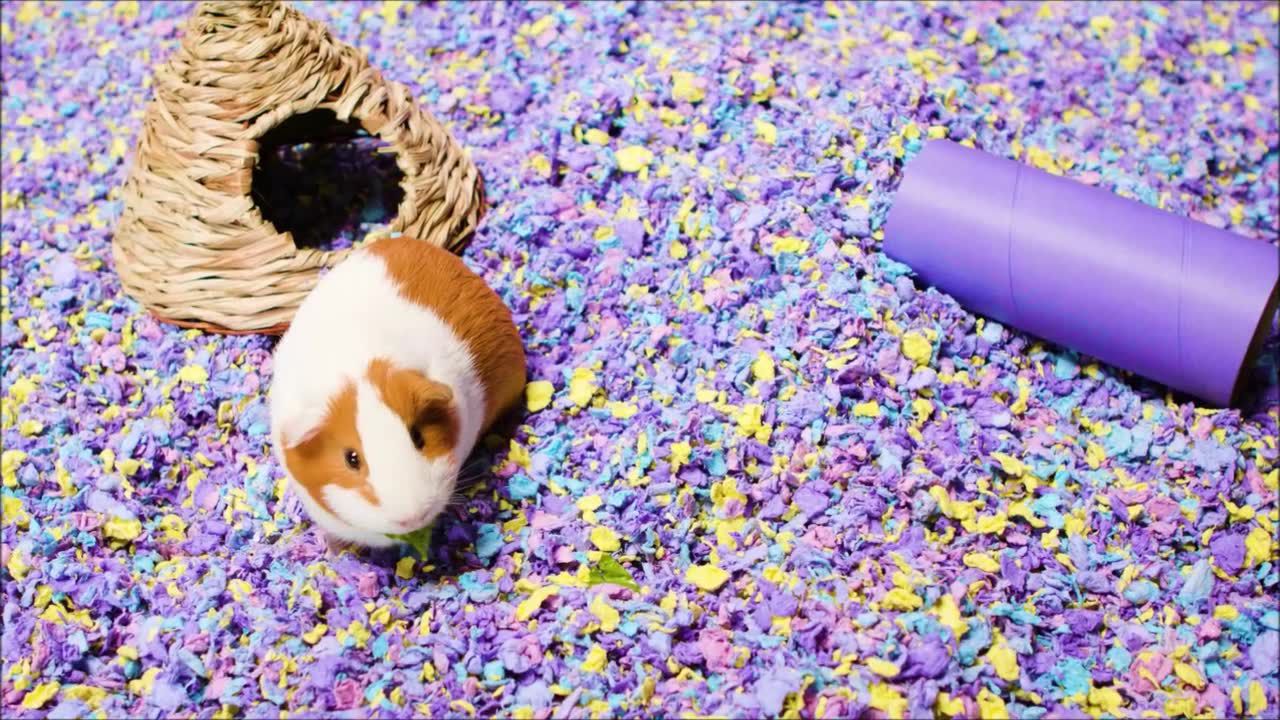 lavender bedding for guinea pigs