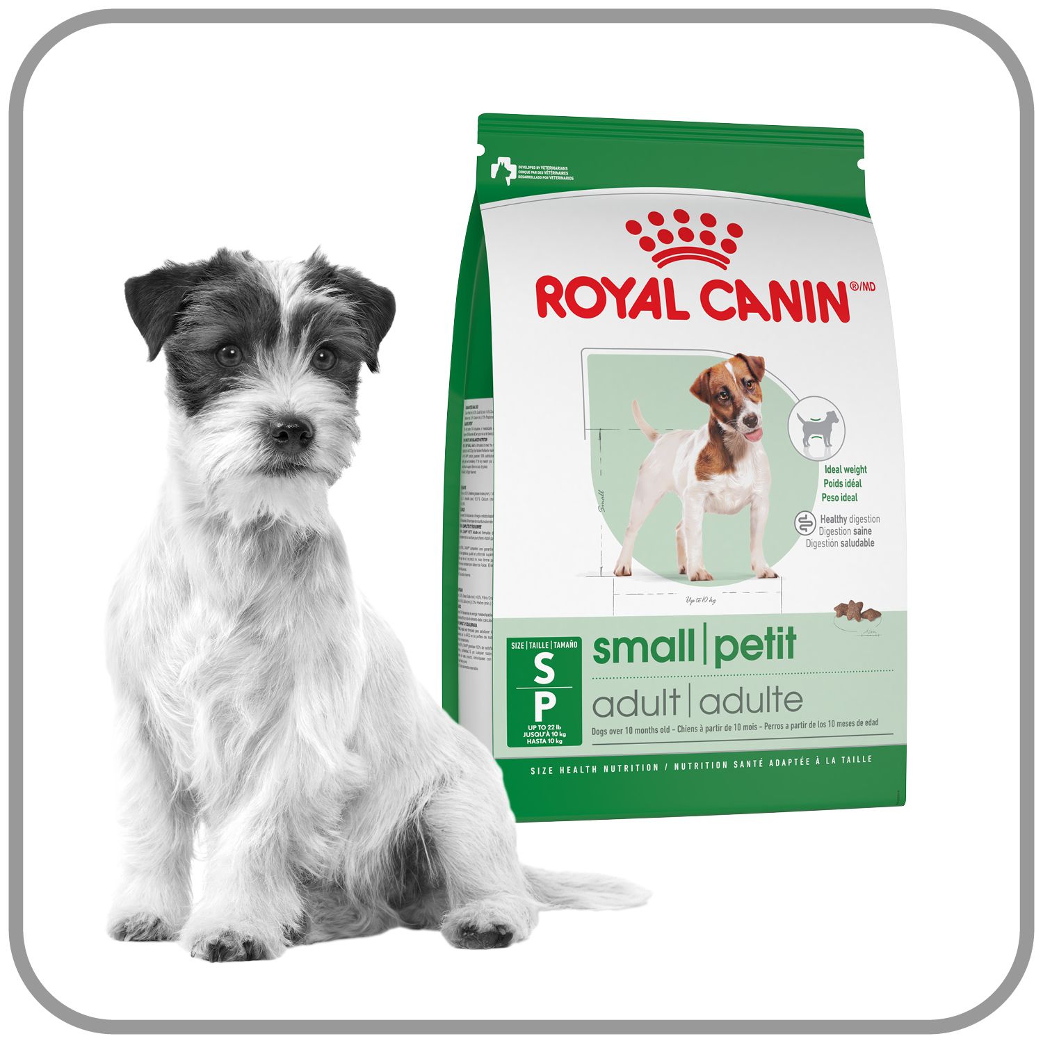 Dog with Canine Size Health Nutrition dog dry food