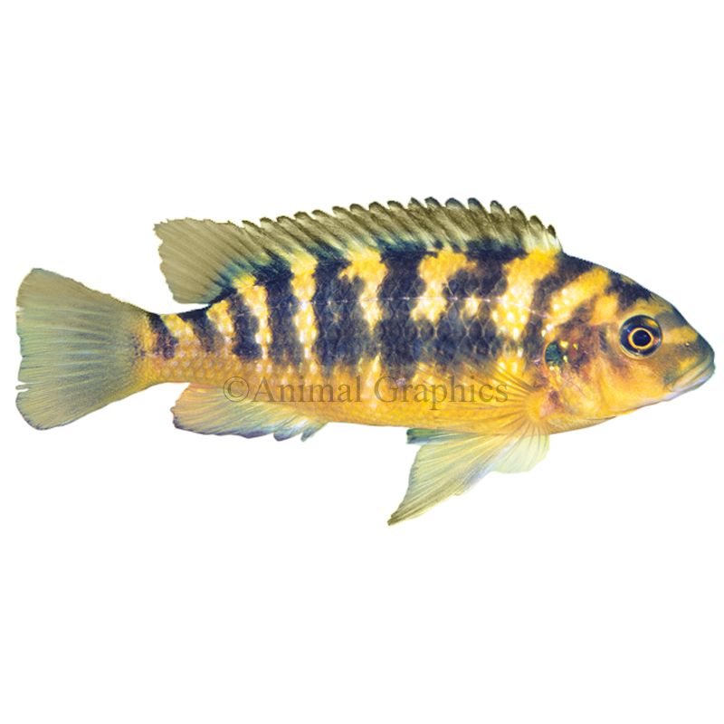 Petsmart cichlids 2025