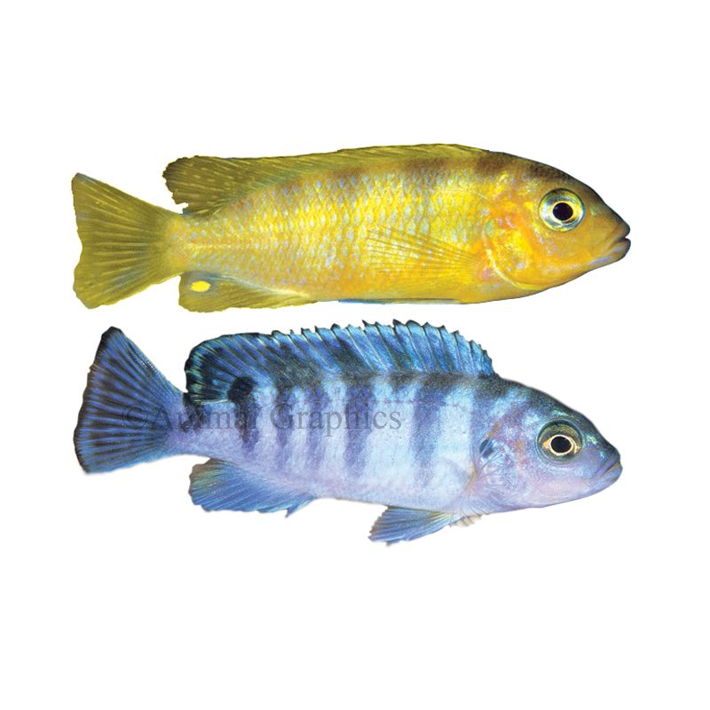 Petsmart cichlids hotsell