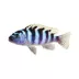 Kennyi African Cichlid image thumbnail 1