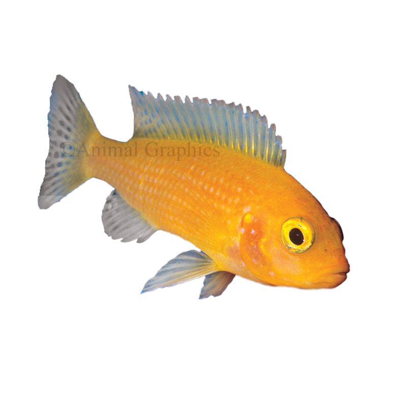 Cichlid discount sand petsmart