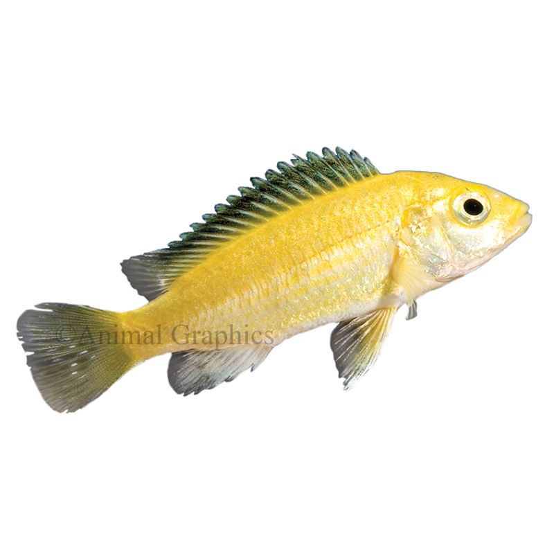 yellow african cichlids