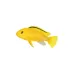 Electric Yellow Labidochromis African Cichlid image thumbnail 1