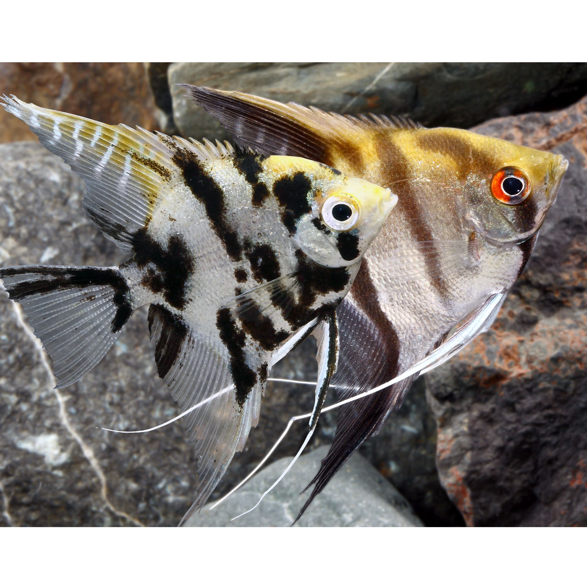 Angel fish petco sale