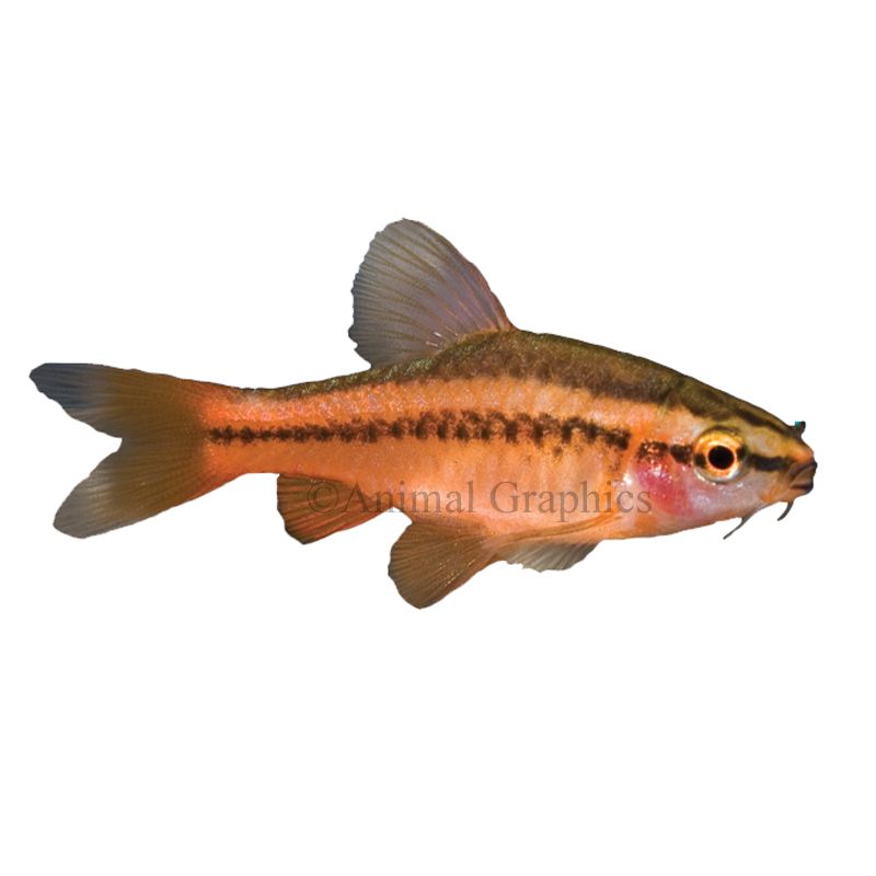 Pet Fish - Live Shrimp, Barb, Goldfish, Minnows, Betta & Cichlids