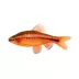 Cherry Barb image thumbnail 1