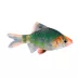 Green Tiger Barb image thumbnail 1