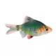 Product Green Tiger Barb
