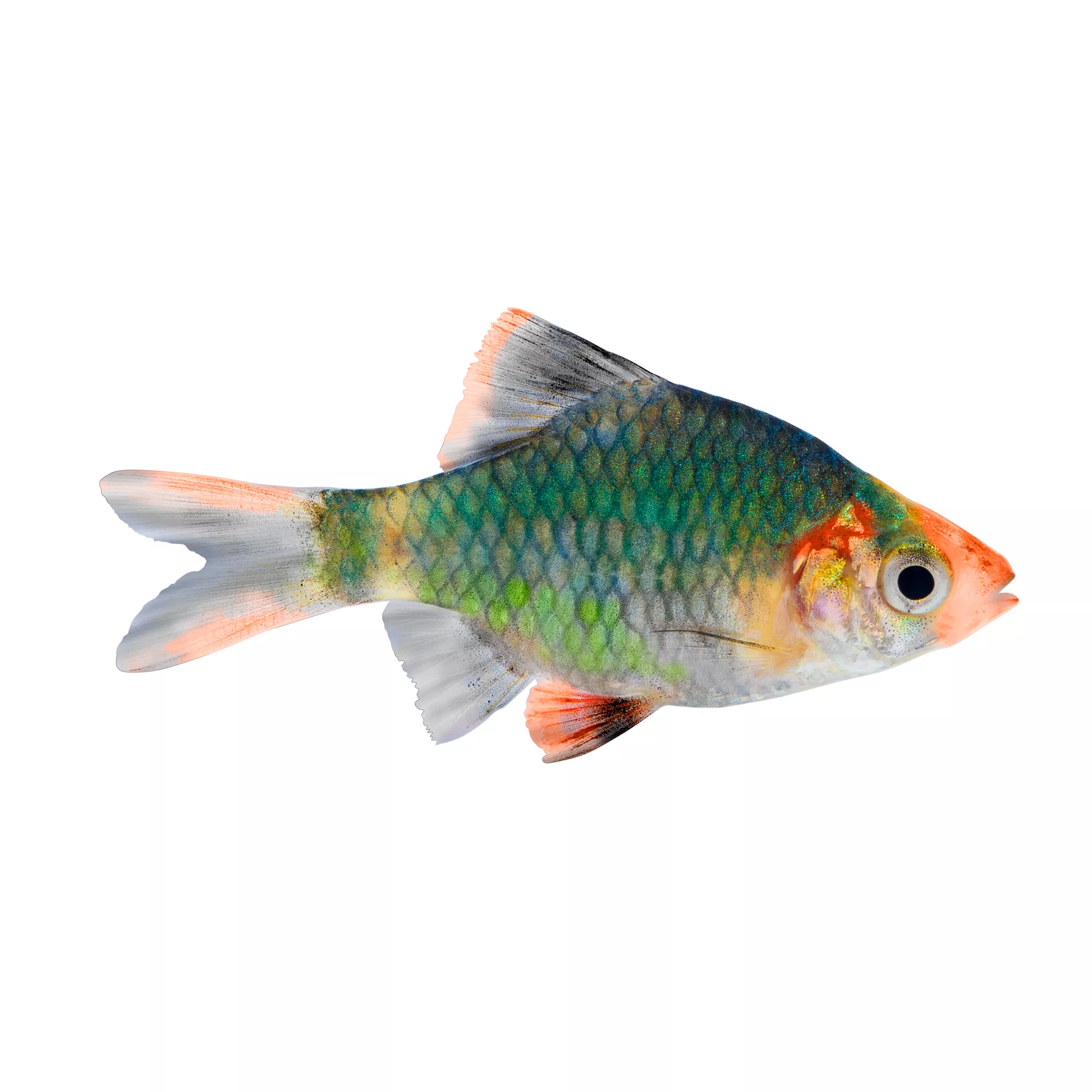 Green Tiger Barb