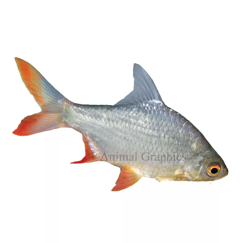 Red-Tailed Tinfoil Barb