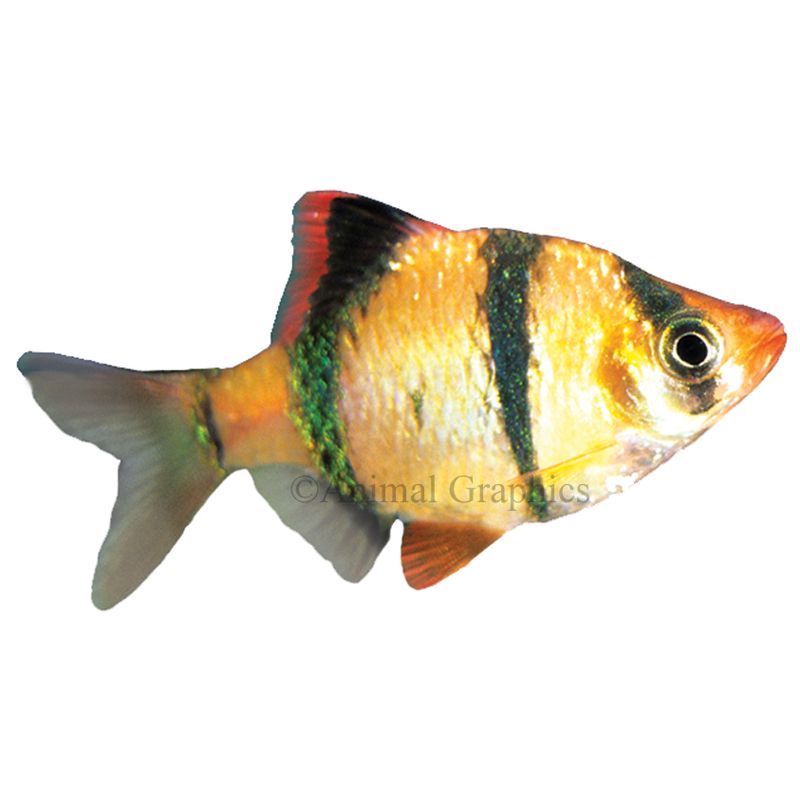 Medium Tiger Barb Fish For Sale | Live 