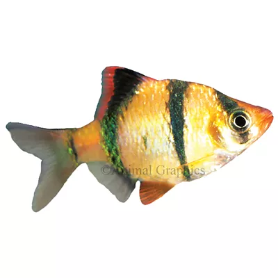 Product Tiger Barb