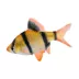 Tiger Barb image thumbnail 1