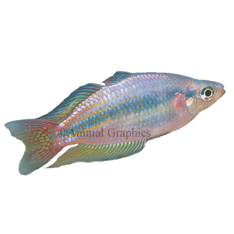 Australian Rainbowfish