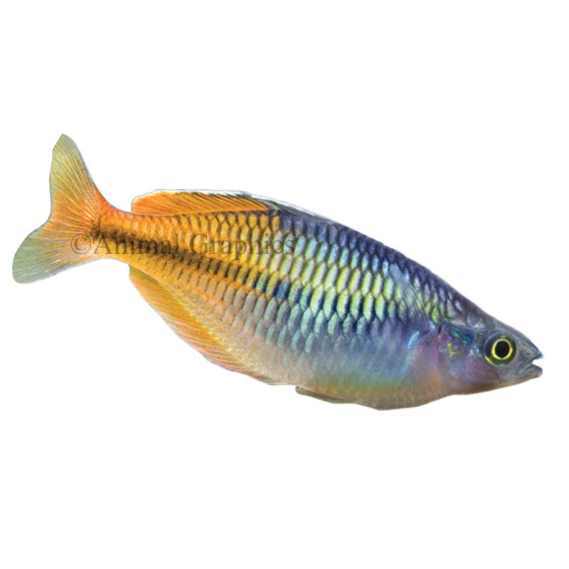 Boesemani Rainbowfish