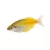 Boesemani Rainbowfish image thumbnail 1