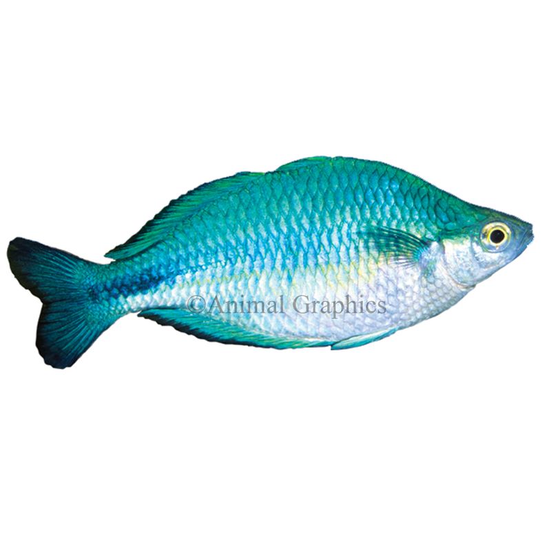 Turquoise rainbow hotsell fish care