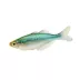 Turquoise Rainbowfish image thumbnail 1