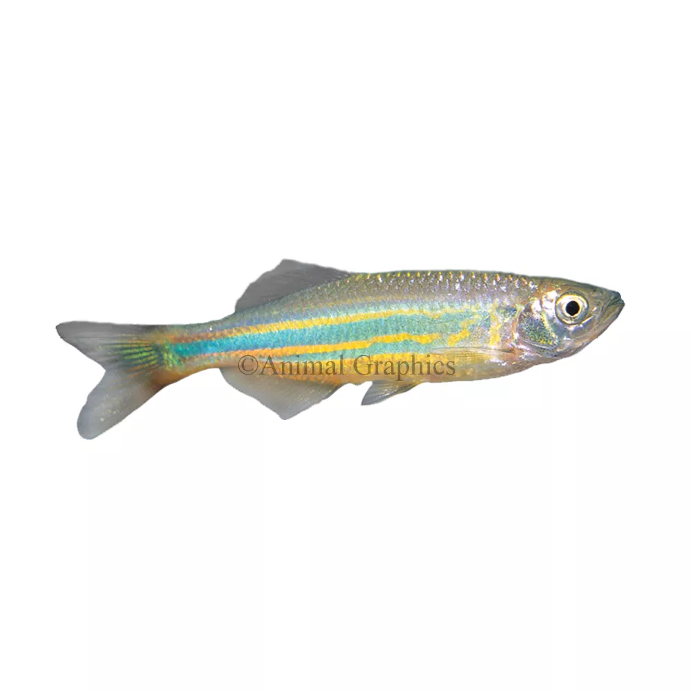 Giant Danio
