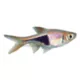 Product Rasbora Heteromorpha