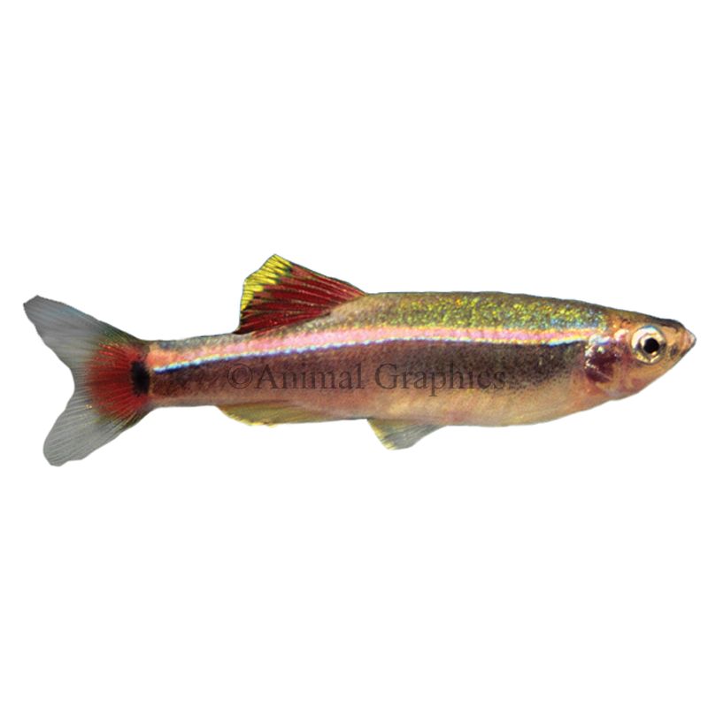 White Cloud Mountain Minnow, 5 Pack : Sports  