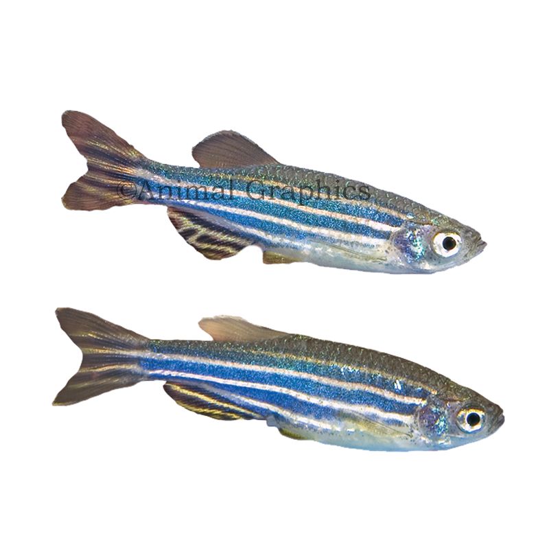 Zebra danio hotsell fish care