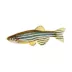 Zebra Danio image thumbnail 1