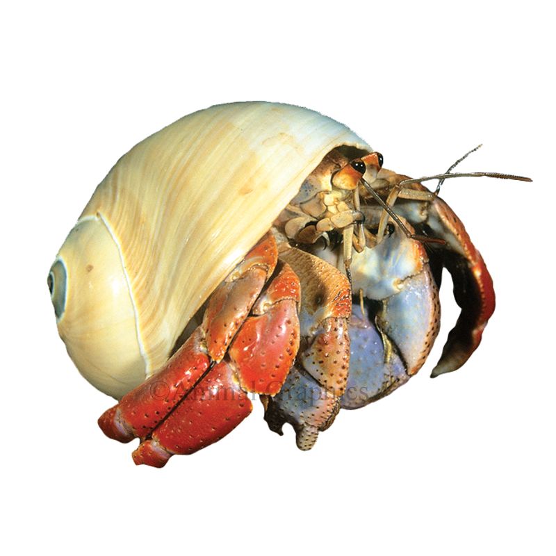 herman hermit crab