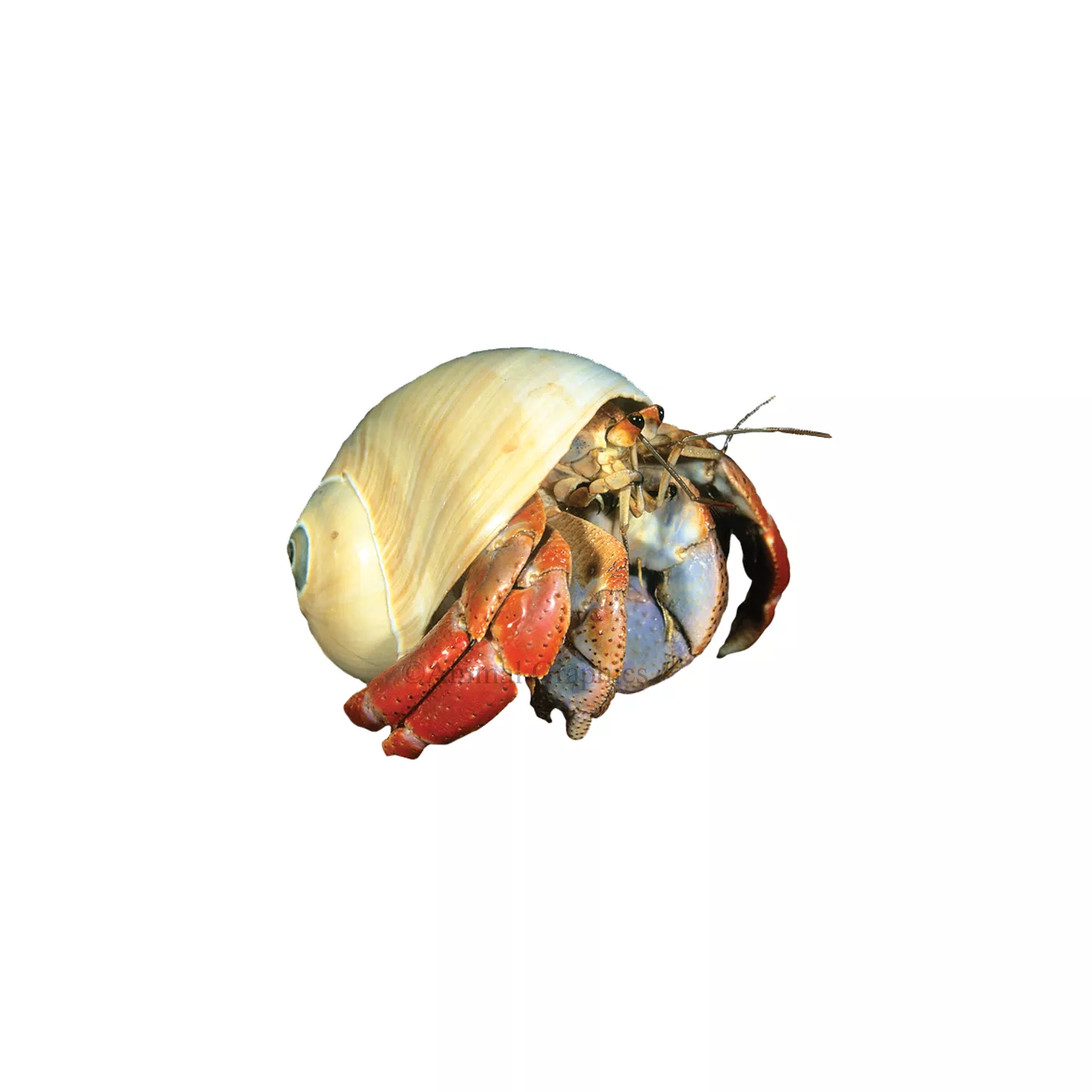 Hermit Crab