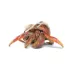 Hermit Crab image thumbnail 1