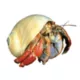 Product Hermit Crab