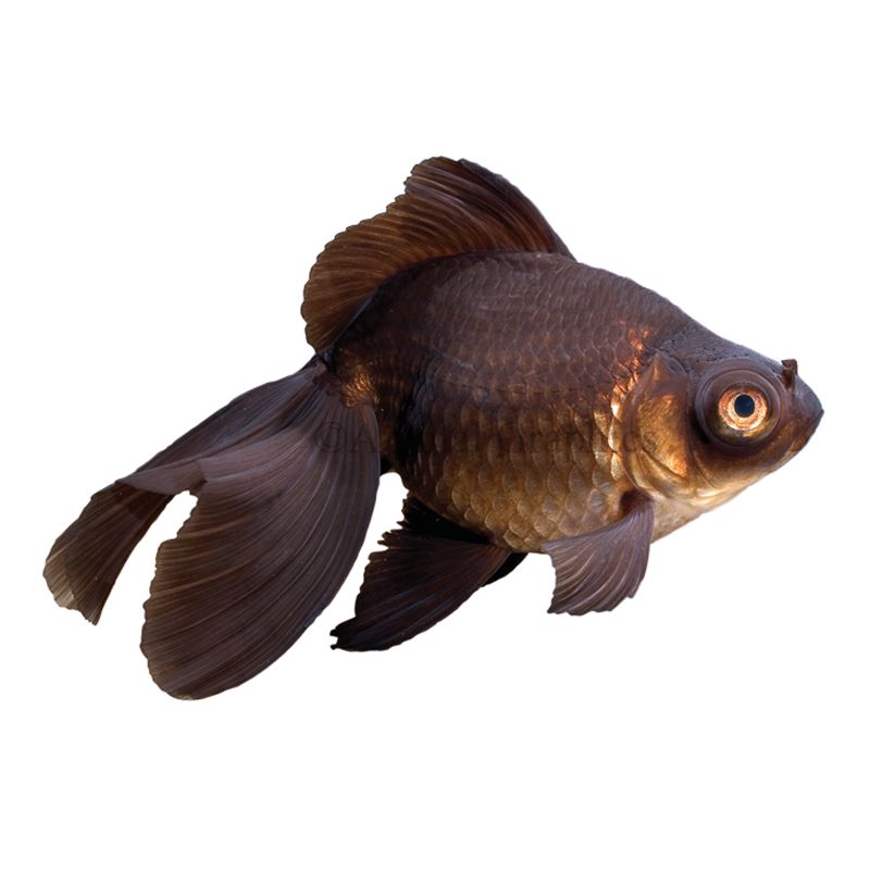 black goldfish types