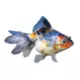 Product Calico Ryukin Goldfish