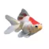 Red and White Ryukin Goldfish image thumbnail 1