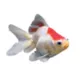 Product Red and White Ryukin Goldfish