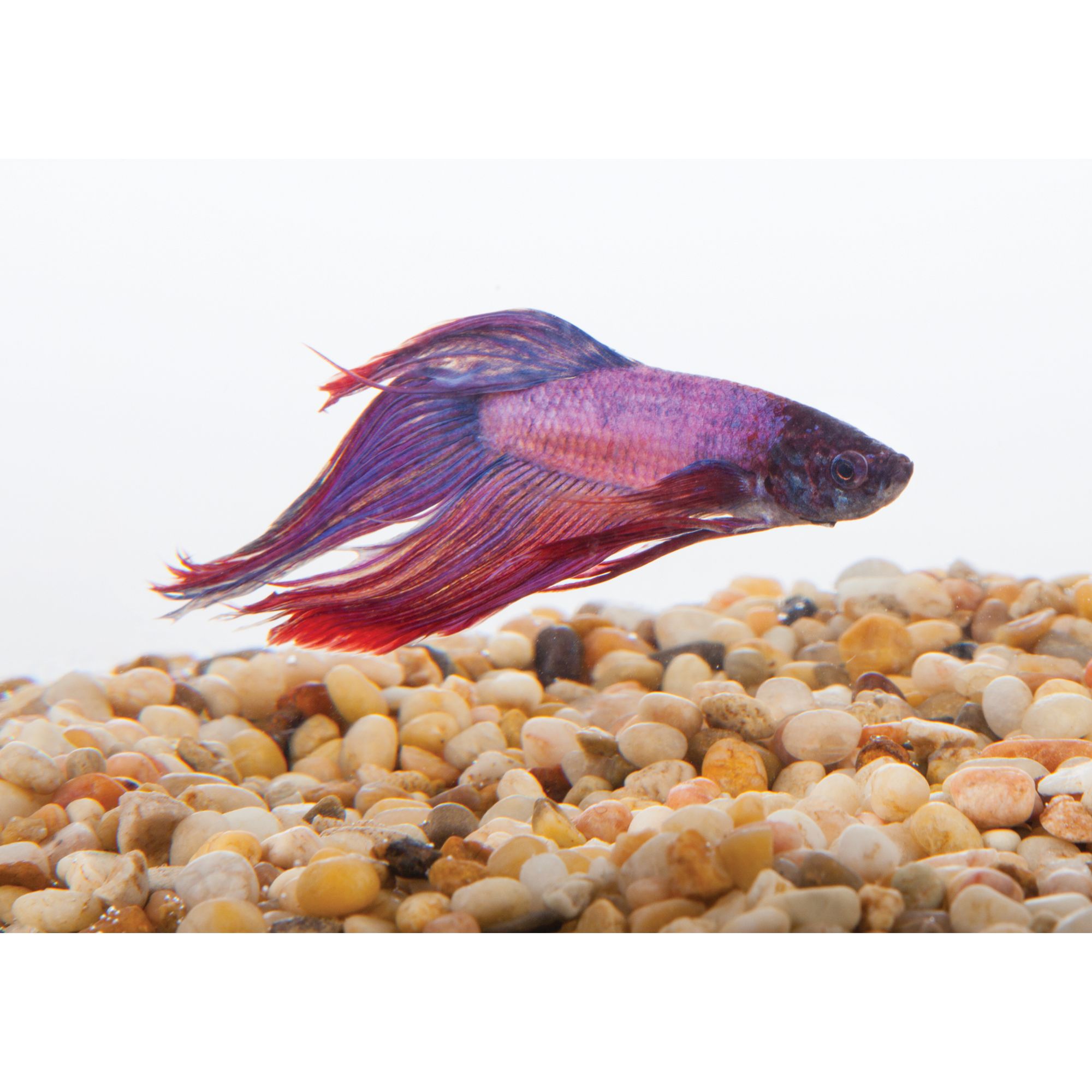 Male Betta Fish For Sale | Live Pet 