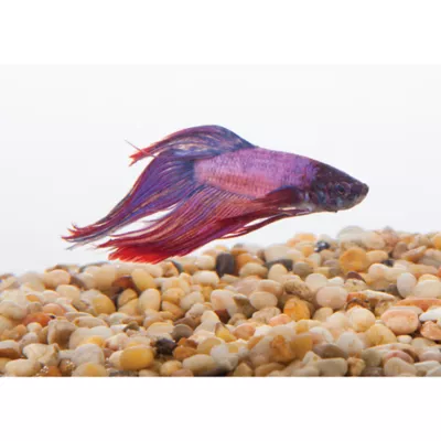 Product Male Betta Fish