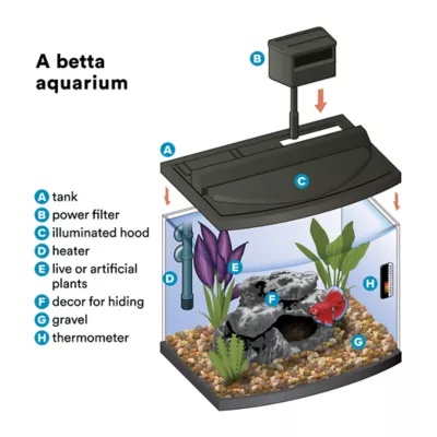 Petsmart betta fish tank best sale