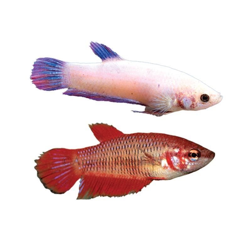 Female Betta Fish For Sale | Live Pet 