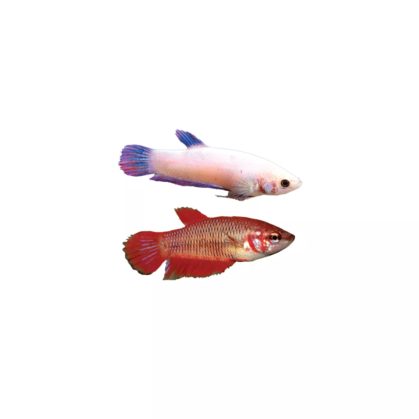 Female fighter fish for sale hotsell