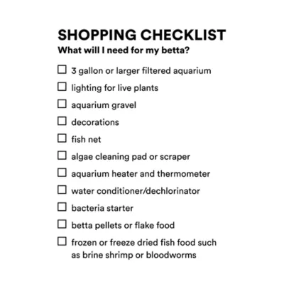 Female Veiltail Betta - Image 4