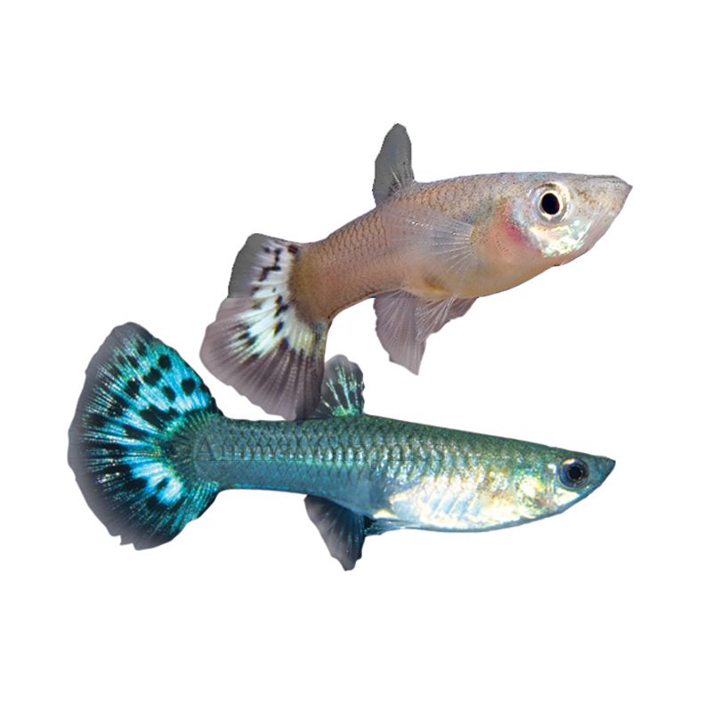 Female Fancy Guppy For Sale | Live Pet Fish | PetSmart