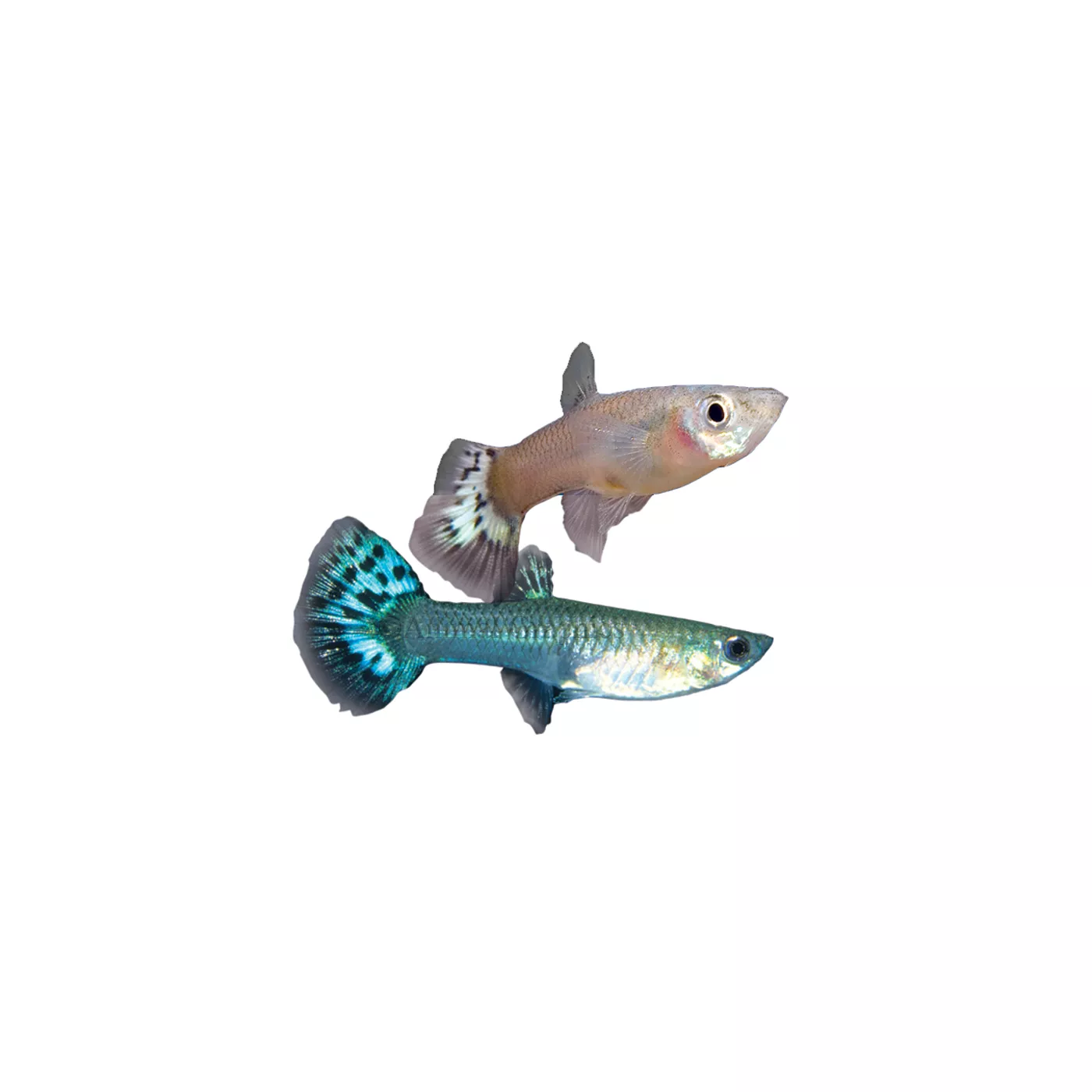 Guppies aquarium supplies best sale