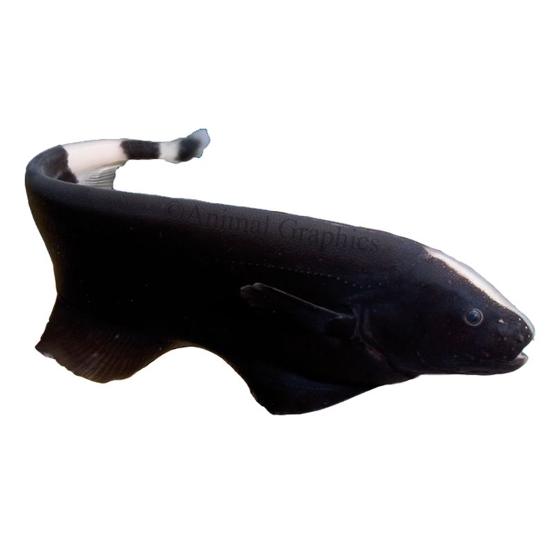 black fish petsmart
