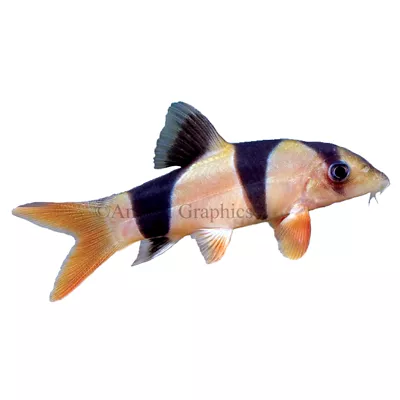 Product Clown Loach