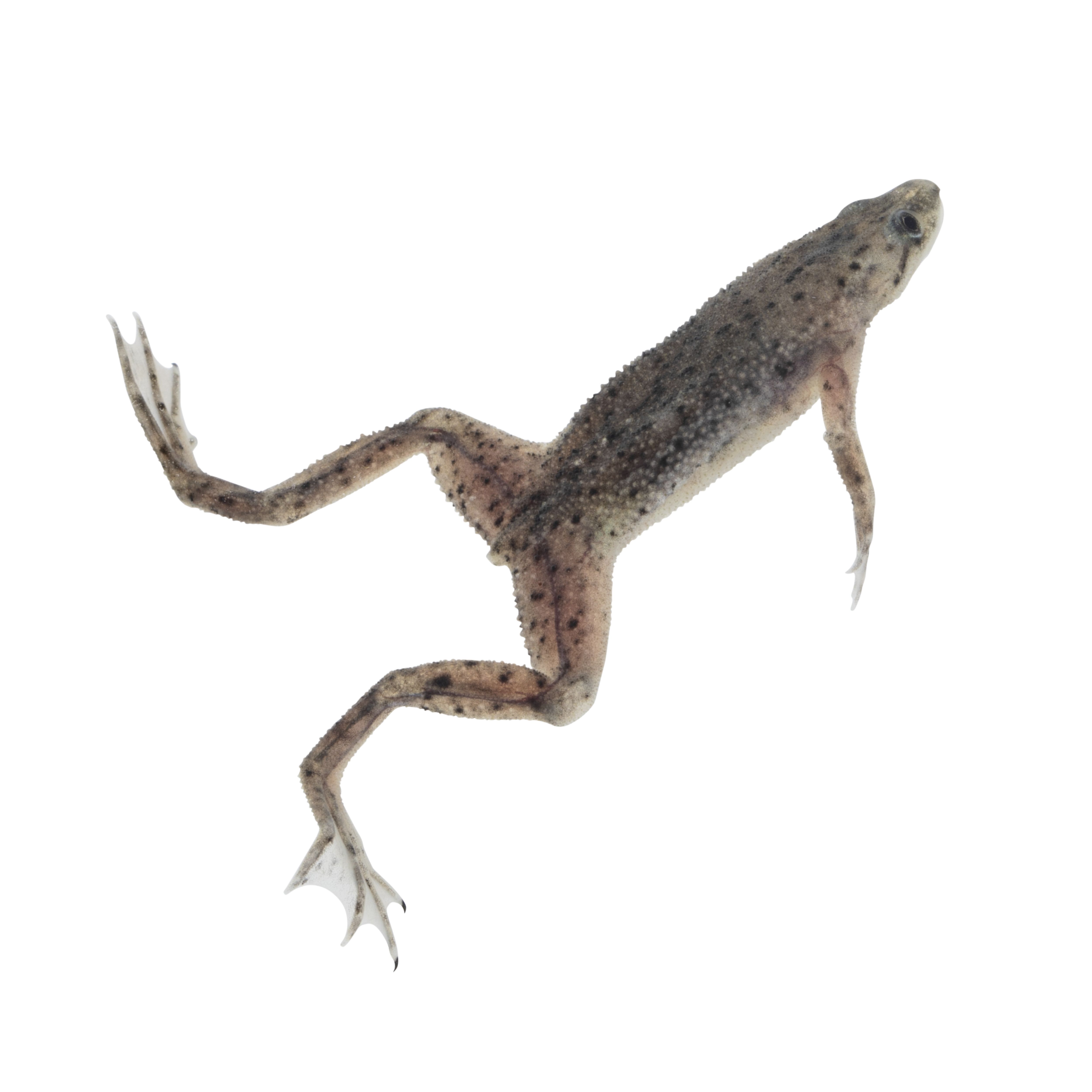 African Dwarf Frog for Sale - Live Pet Reptiles | PetSmart