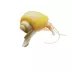Gold Mystery Snail image thumbnail 1